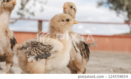 Baby chickens exploring farm together on sunny day Baby chickens exploring farm together on sunny day 124559654