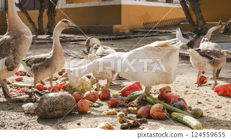 Geese feeding on leftover vegetables and fruits in farmyard 124559655