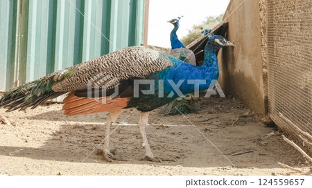 Indian peafowl showing its beautiful plumage in a farm 124559657