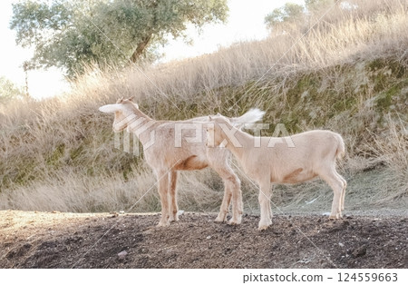 Two young goats standing on dirt mound in dry field Two young goats standing on dirt mound in dry field 124559663