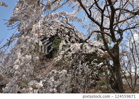金界光明寺:山門附近的櫻花(京都市左京區) 金界光明寺:山門附近的櫻花(京都市左京區) 124559671