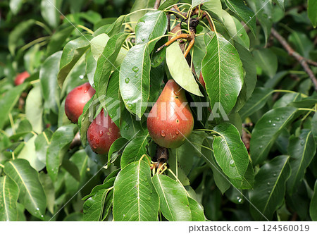 Pear in the autumn sunny garden on the branches of trees. Harvesting at a dacha in a village, beauty and gifts of nature, natural diet food, selective focus Pear in the autumn sunny garden on the branches of trees. Harvesting at a dacha in a village, beauty and gifts of nature, natural diet food, selective focus 124560019