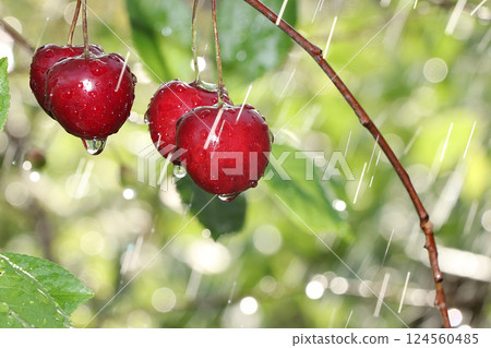 Cherry in the garden after the rain. Drops on the cherry berries in the sun, blurred natural bokeh Cherry in the garden after the rain. Drops on the cherry berries in the sun, blurred natural bokeh 124560485
