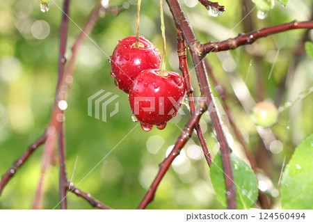 Summer rain in the garden and cherries with drops on bokeh background, blurred focus. Beautiful summer garden in the early morning with natural background of bokeh and rain and ripe juicy cherries. 124560494
