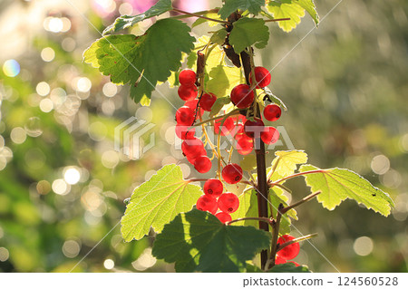 Summer rain in the garden and red currants with drops on the bokeh background, blurred focus. Beautiful summer garden in the early morning with natural background bokeh and dew, summer berries on the Summer rain in the garden and red currants with drops on the bokeh background, blurred focus. Beautiful summer garden in the early morning with natural background bokeh and dew, summer berries on the 124560528