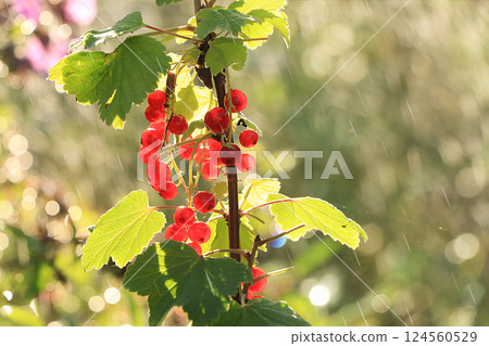 Summer rain in the garden and red currants with drops on the bokeh background, blurred focus. Beautiful summer garden in the early morning with natural background bokeh and dew, summer berries on the 124560529