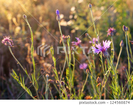 Cornflower is a purple flower in a spider web in the sunlight on the background of a field and other wildflowers. Crop production, meadow plants. Summer sunset and evening Cornflower is a purple flower in a spider web in the sunlight on the background of a field and other wildflowers. Crop production, meadow plants. Summer sunset and evening 124560874