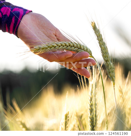 Woman holding a ripening ear of wheat 124561190
