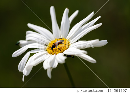 Purpuricenus kaehleri, longhorn beetles and Leucanthemum vulgare, commonly known as ox-eye daisy Purpuricenus kaehleri, longhorn beetles and Leucanthemum vulgare, commonly known as ox-eye daisy 124561597