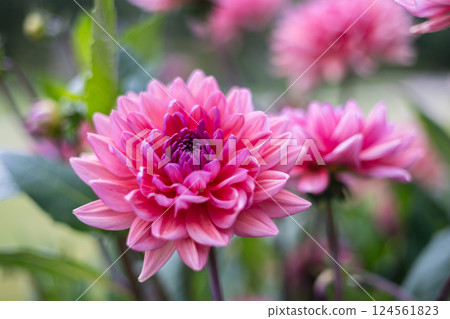 A close-up red dahlias in full bloom with delicate petals and lush green leaves. The flowers are fresh, detailed, and striking against a blurred natural background, creating a vivid garden scene. A close-up red dahlias in full bloom with delicate petals and lush green leaves. The flowers are fresh, detailed, and striking against a blurred natural background, creating a vivid garden scene. 124561823