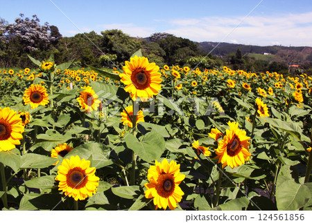 Sunflowers blooming in Sao Paulo state, Brazil Sunflowers blooming in Sao Paulo state, Brazil 124561856