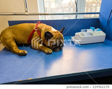 A dog with catheter in its paw lies on an operating table in a veterinary clinic. The French bulldog is undergoing treatment. 124562270