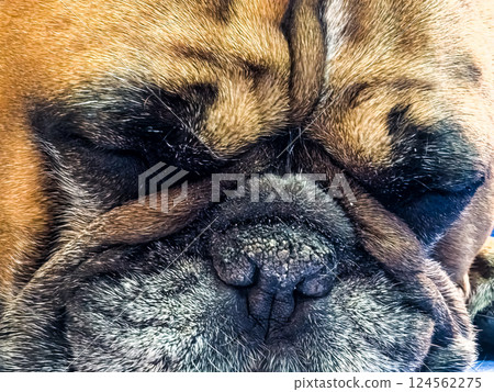 Close up of an old French Bulldog's face. Lots of grey hair Close up of an old French Bulldog's face. Lots of grey hair 124562275