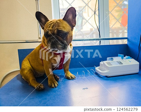 A dog with catheter in its paw sits on an operating table at veterinary clinic. The French bulldog is undergoing treatment. 124562279