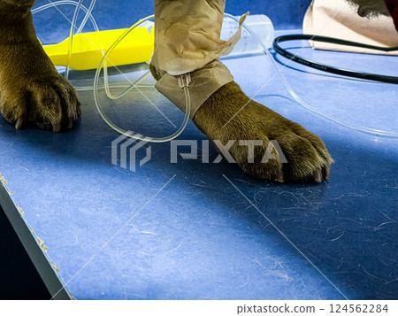 Close-up of a dog's paw with a catheter. Dog with a catheter in its paw stands on an operating table in a veterinary clinic. A French bulldog undergoes treatment. Close-up of a dog's paw with a catheter. Dog with a catheter in its paw stands on an operating table in a veterinary clinic. A French bulldog undergoes treatment. 124562284