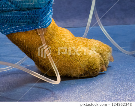 Close-up of dog's paw with a catheter. A dog with a catheter in its paw stands on an operating table in a veterinary clinic. French bulldog undergoes treatment. Close-up of dog's paw with a catheter. A dog with a catheter in its paw stands on an operating table in a veterinary clinic. French bulldog undergoes treatment. 124562348
