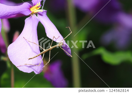 A stick insect larva resting on a purple canola flower 124562814