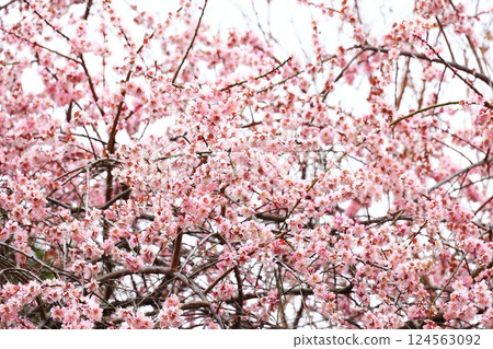 Small Higan cherry blossoms in full bloom 124563092