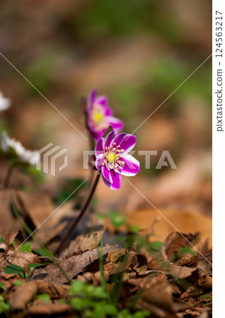 Snowdrops Pink Red Purple Snowdrops Pink Red Purple 124563217
