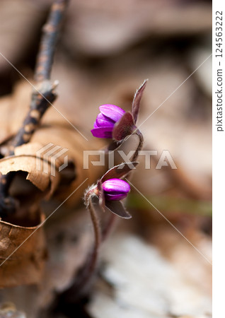 Snowdrops Pink Red Purple Snowdrops Pink Red Purple 124563222