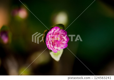 雪花蓮 粉紅色 紅色 紫色 雪花蓮 粉紅色 紅色 紫色 124563241