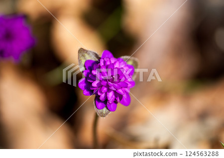 Snowdrops Pink Red Purple Thousand-layered flowers Snowdrops Pink Red Purple Thousand-layered flowers 124563288