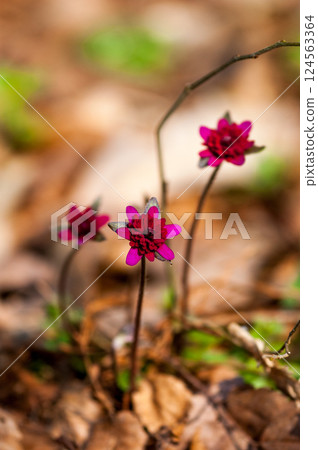 Snowdrops, red, reddish purple, thousand-layered flowers Snowdrops, red, reddish purple, thousand-layered flowers 124563364