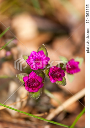 Snowdrops, red, reddish purple, thousand-layered flowers Snowdrops, red, reddish purple, thousand-layered flowers 124563365