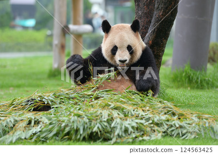 Yoshihama eating bamboo deliciously Yoshihama eating bamboo deliciously 124563425