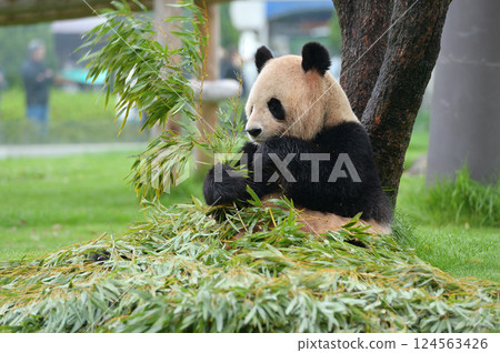 Yoshihama eating bamboo deliciously Yoshihama eating bamboo deliciously 124563426