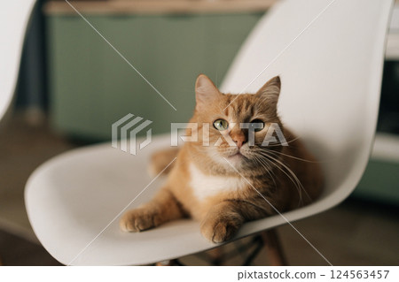Adorable ginger domestic cat resting comfortably on white chair, relaxing in living room, enjoying moment of tranquility and peace in domestic setting. Concept of pets, domestic animals. Adorable ginger domestic cat resting comfortably on white chair, relaxing in living room, enjoying moment of tranquility and peace in domestic setting. Concept of pets, domestic animals. 124563457