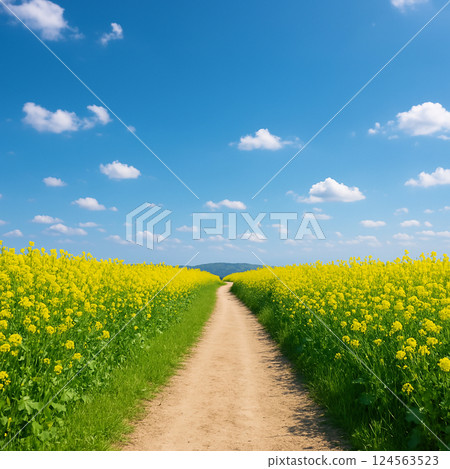 油菜花路 124563523