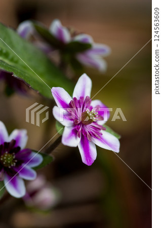 雪花蓮 粉紅色 紅色 紫色 124563609