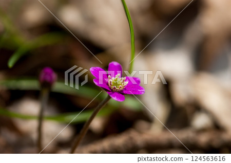 雪花蓮 粉紅色 紅色 紫色 雪花蓮 粉紅色 紅色 紫色 124563616