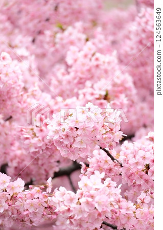 Kawazu cherry blossoms in full bloom, vertical position 124563649