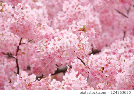 Kawazu cherry blossoms in full bloom 124563650