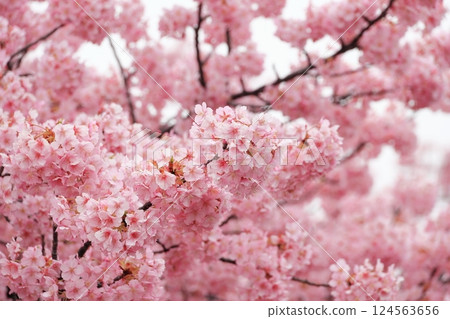 Kawazu cherry blossoms in full bloom 124563656