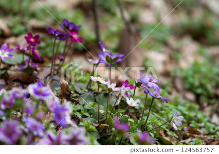 Snowdrops Red Red Purple Snowdrops Red Red Purple 124563757