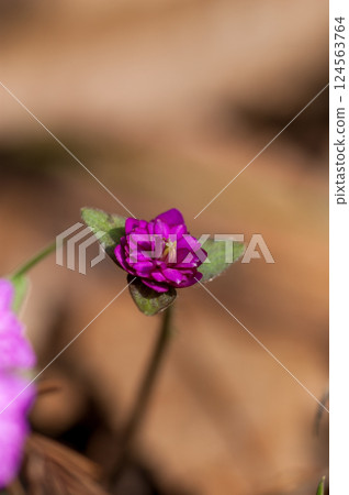 Snowdrops, red, reddish purple, thousand-layered flowers Snowdrops, red, reddish purple, thousand-layered flowers 124563764