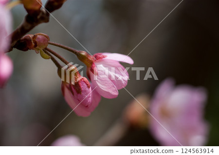 Sakura Kawazu Sakura 妝前花開 124563914