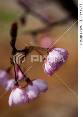Sakura Kawazu Sakura Before the makeup blooms Sakura Kawazu Sakura Before the makeup blooms 124563921