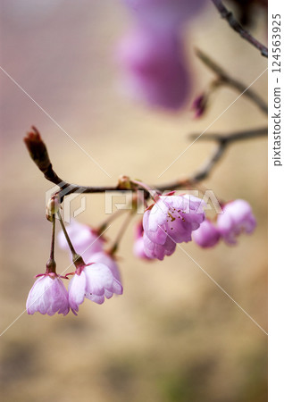 Sakura Kawazu Sakura Before the makeup blooms 124563925