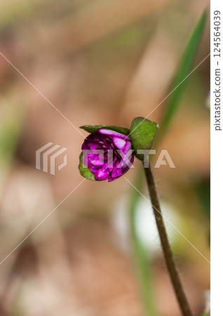 Snowdrops Pink Red Purple Snowdrops Pink Red Purple 124564039