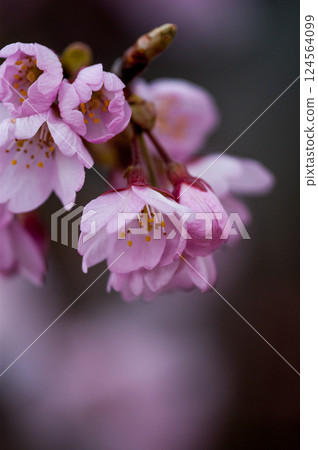 Sakura Kawazu Sakura Before the makeup blooms 124564099