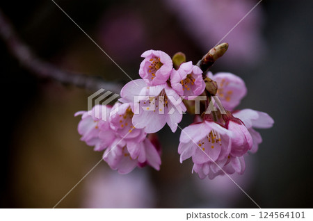 Sakura Kawazu Sakura Before the makeup blooms 124564101