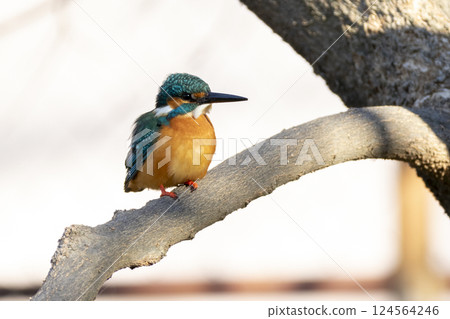 見沼稻田裡的翠鳥 02 見沼稻田裡的翠鳥 02 124564246
