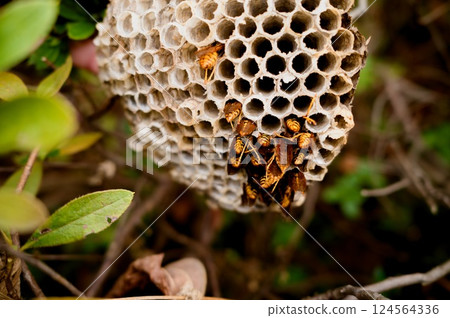 Ashigari bashi和巢 124564336