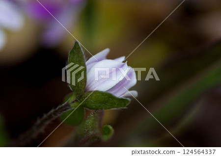 Snowdrops White Light Purple Snowdrops White Light Purple 124564337