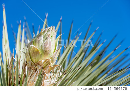 Dramatic view of a Yucca brevifolia about to bloom at Joshua Tree National Park in California, USA against a blank sky. Dramatic view of a Yucca brevifolia about to bloom at Joshua Tree National Park in California, USA against a blank sky. 124564376