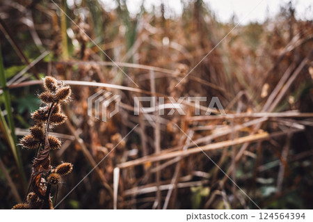 Selective focus on the cocklebur seed pod of a Xanthium plant in the fall. 124564394